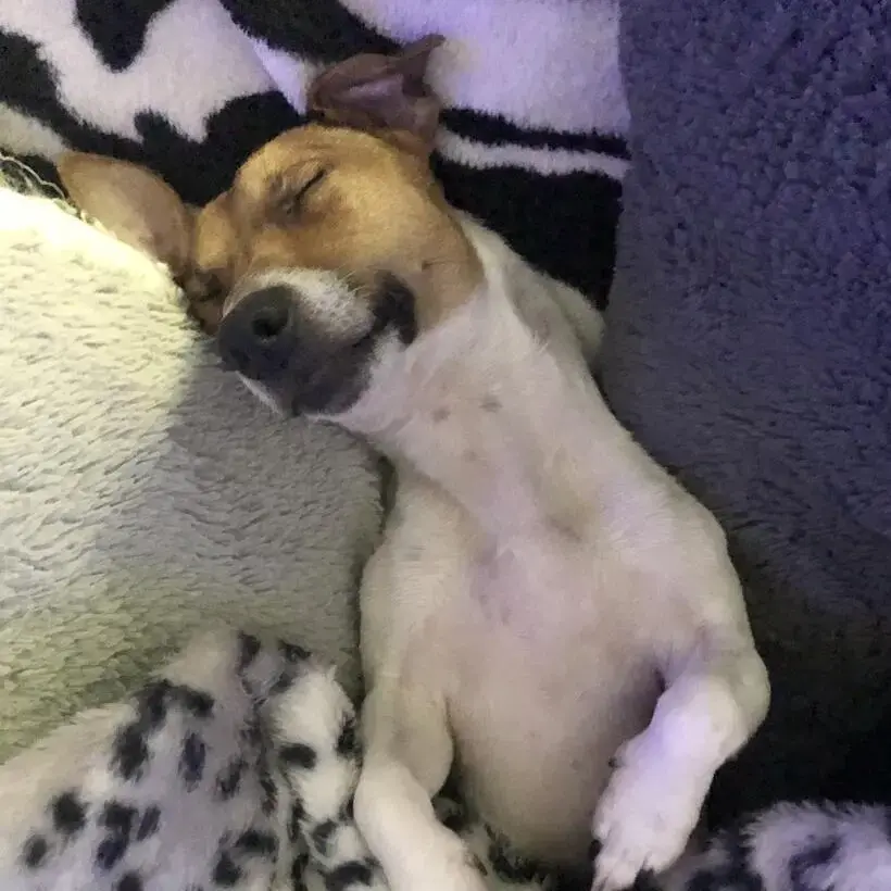 Jack Russell Terrier