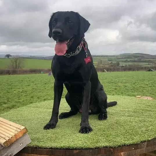 Labrador Retriever