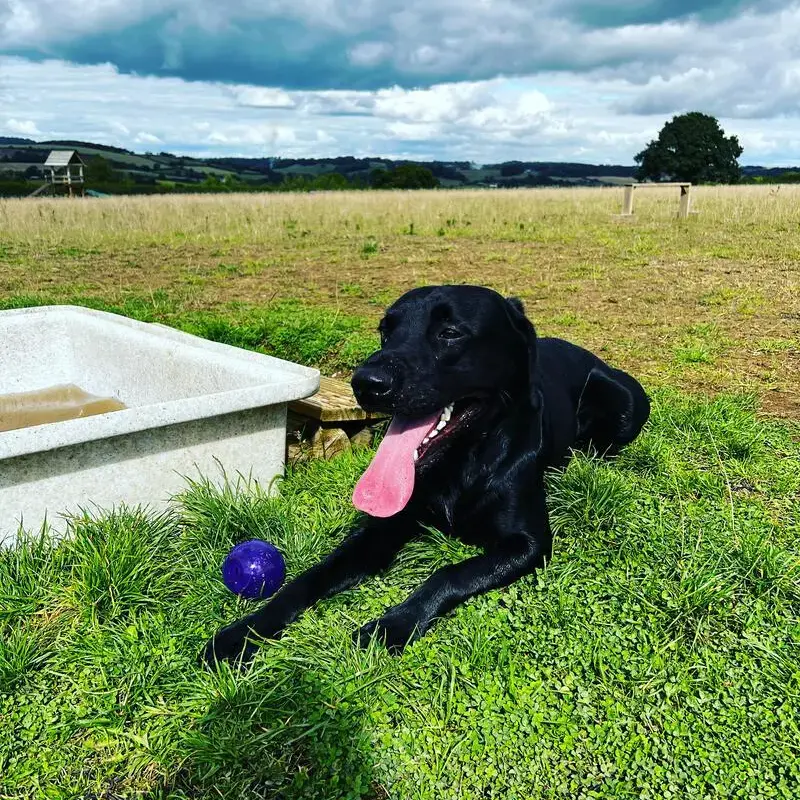 Labrador Retriever