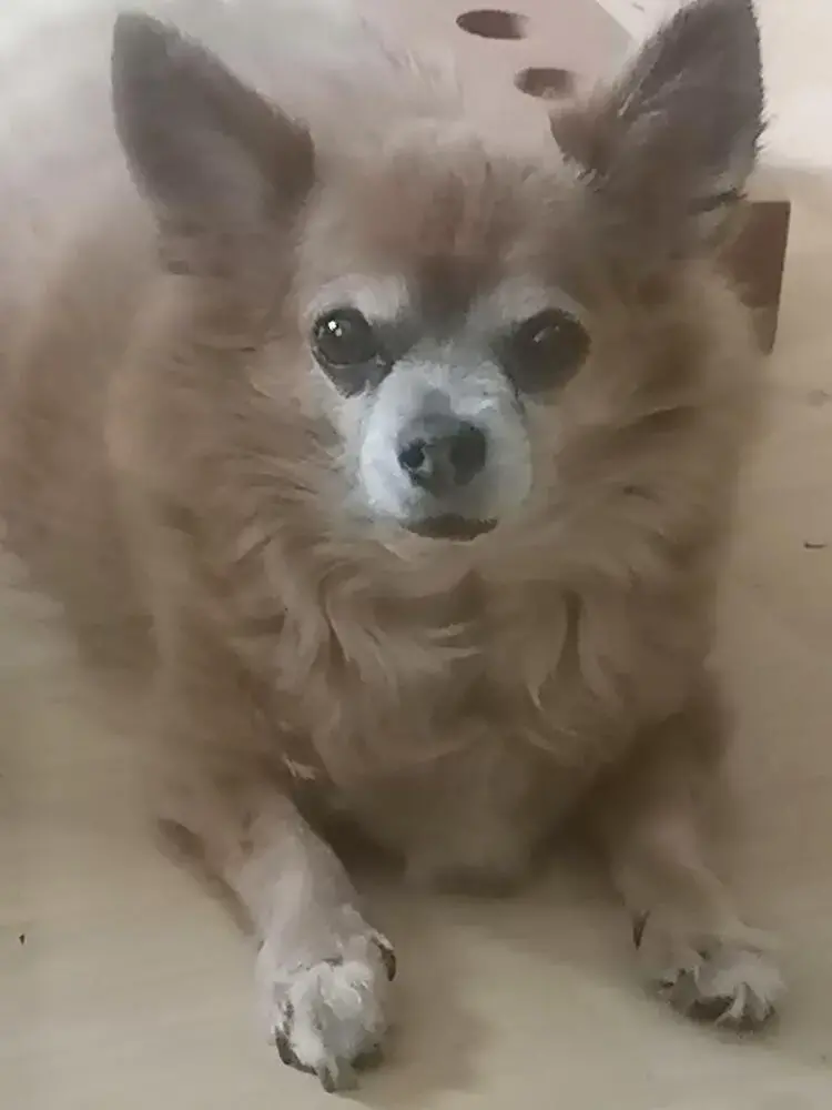 Chihuahua (Long Coat)