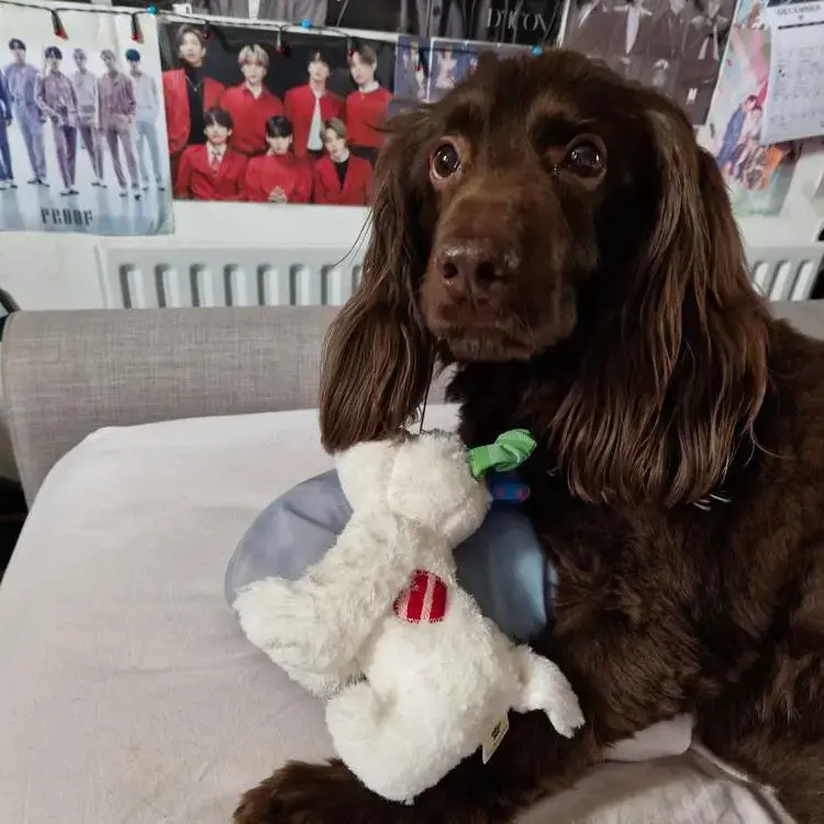 Cocker Spaniel (English)