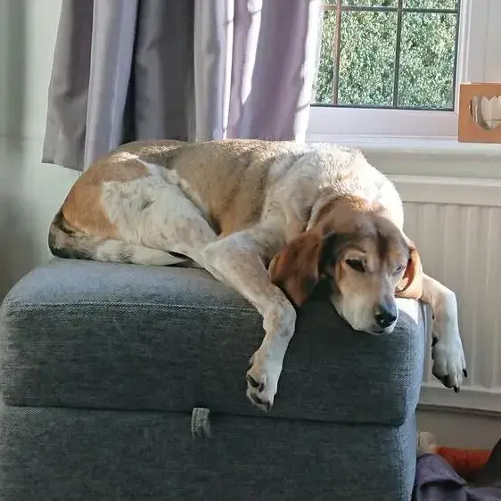 Beagle