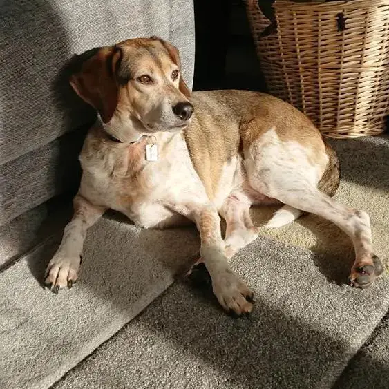 Beagle