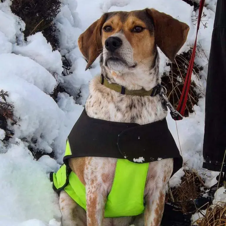 Beagle