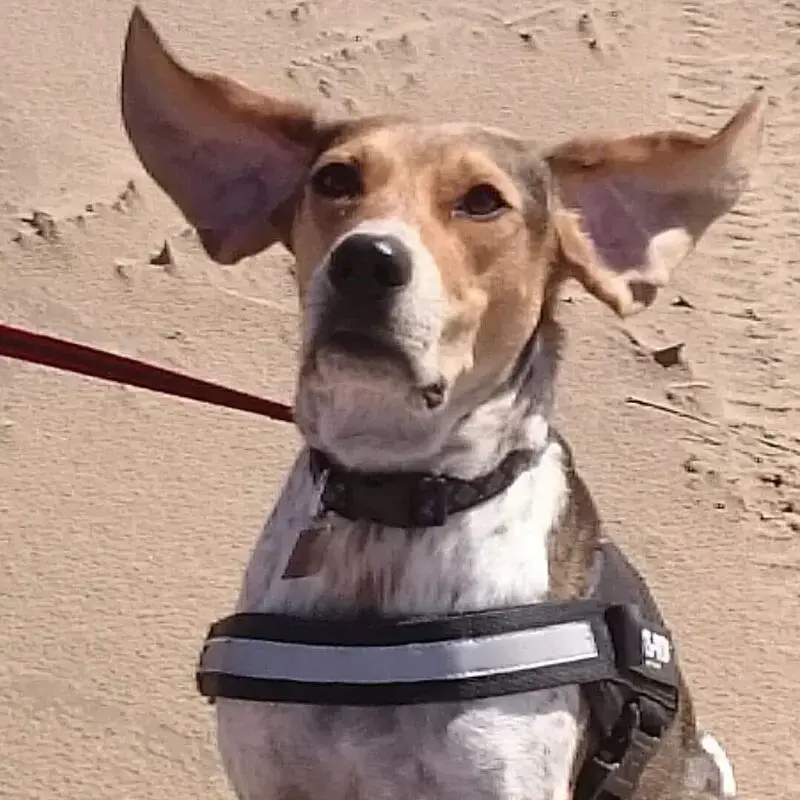 Beagle