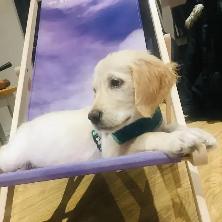 Golden Retriever