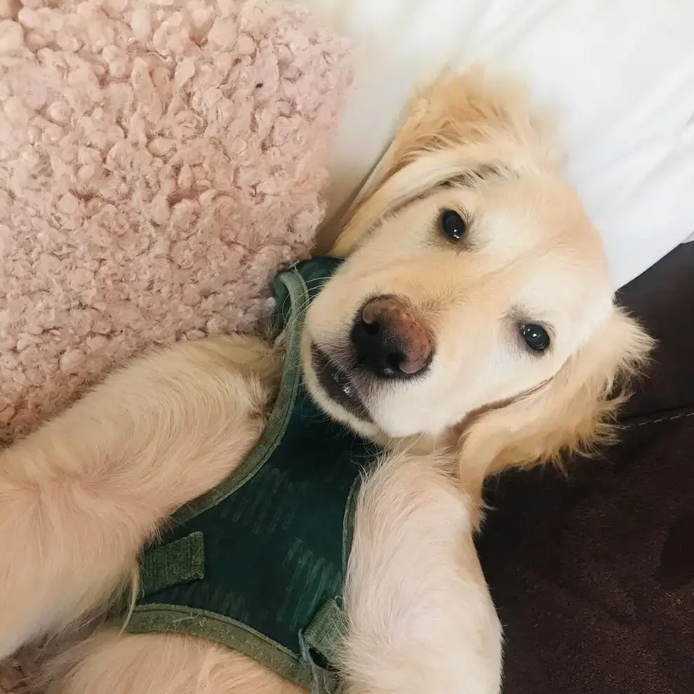 Golden Retriever