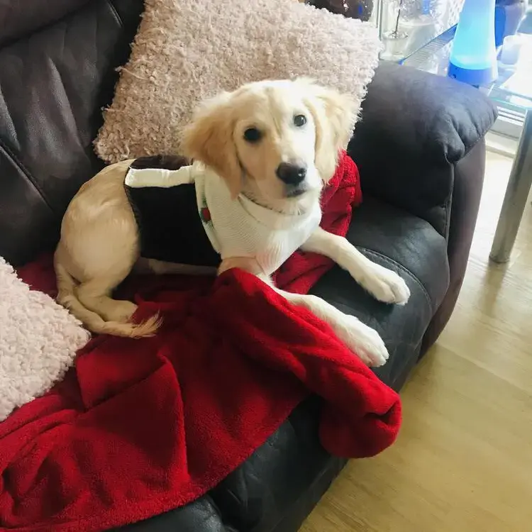 Golden Retriever