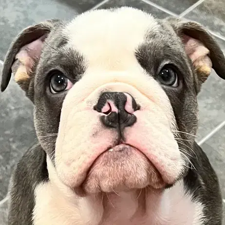 Bulldog