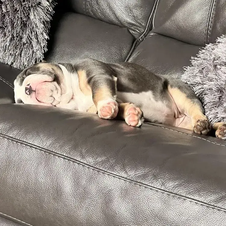 Bulldog