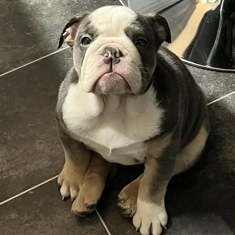 Bulldog