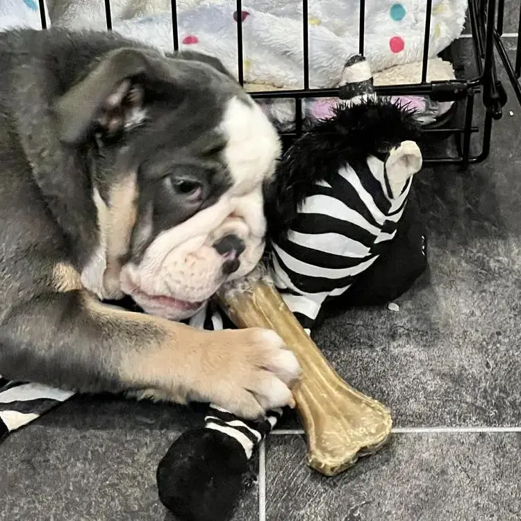 Bulldog