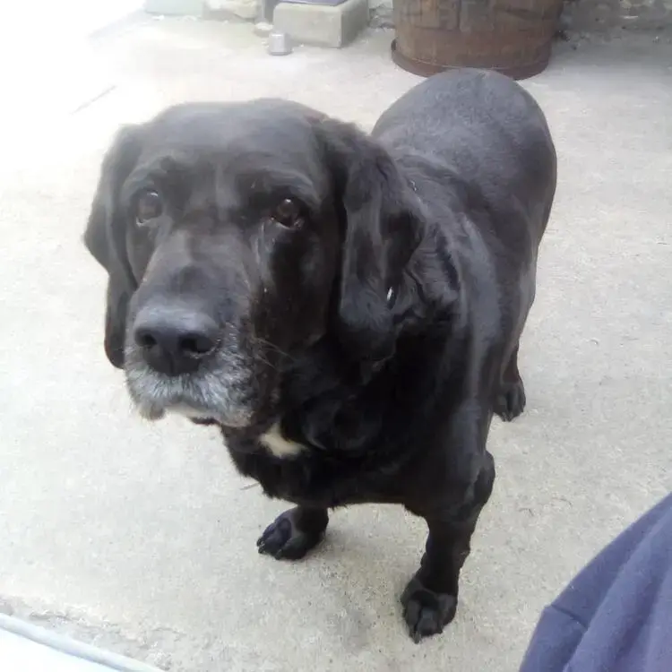 Labrador Retriever