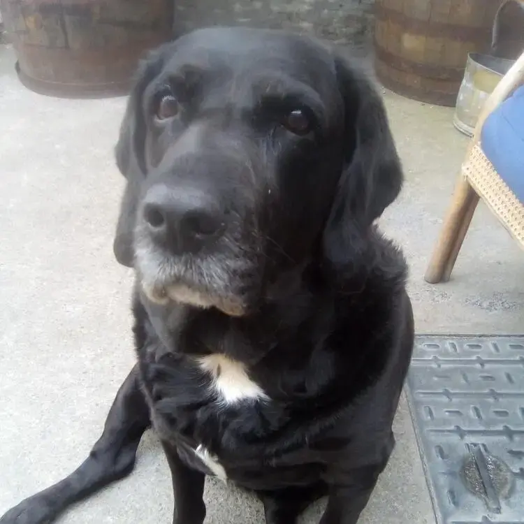 Labrador Retriever