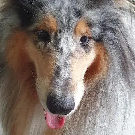 Collie (Rough)