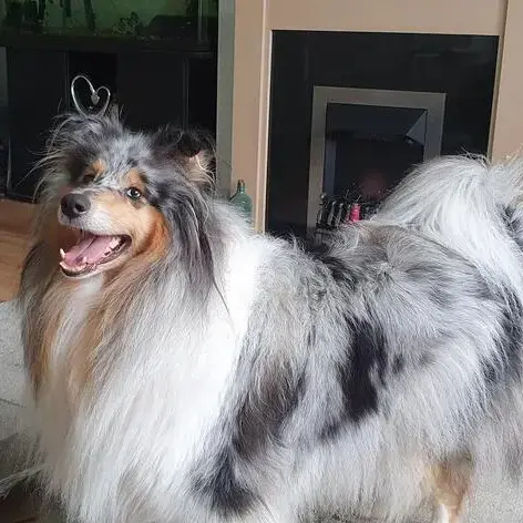 Collie (Rough)