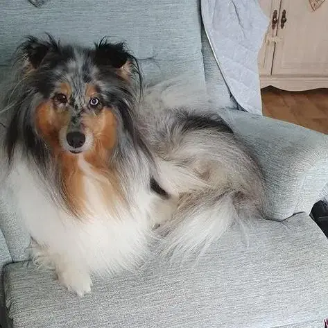 Collie (Rough)
