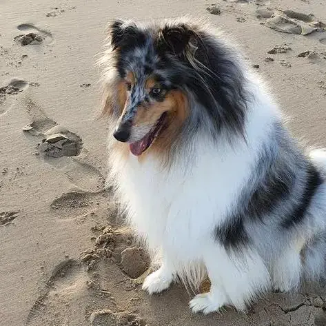 Collie (Rough)