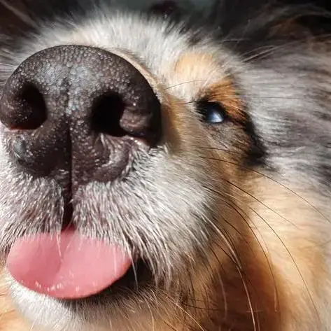 Collie (Rough)