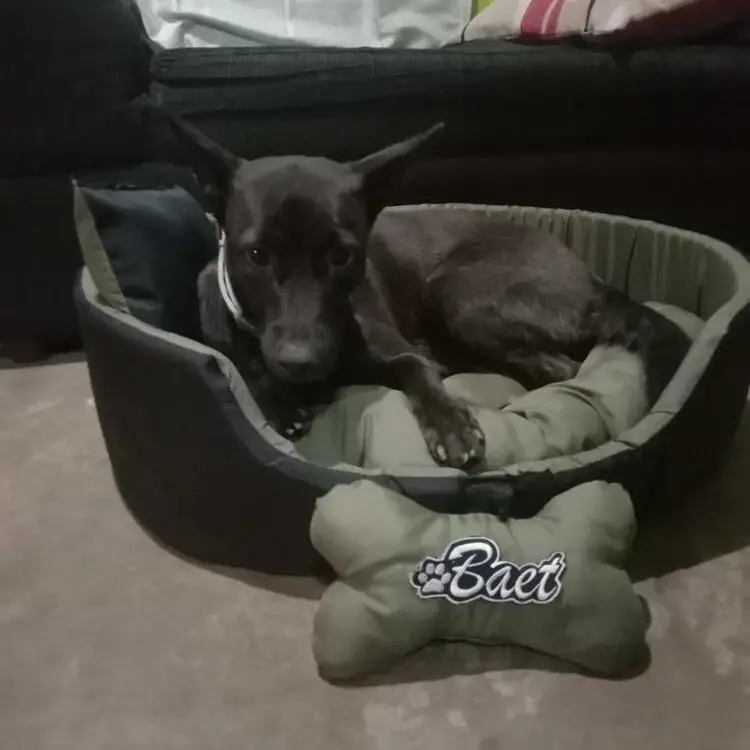 Labrador Retriever
