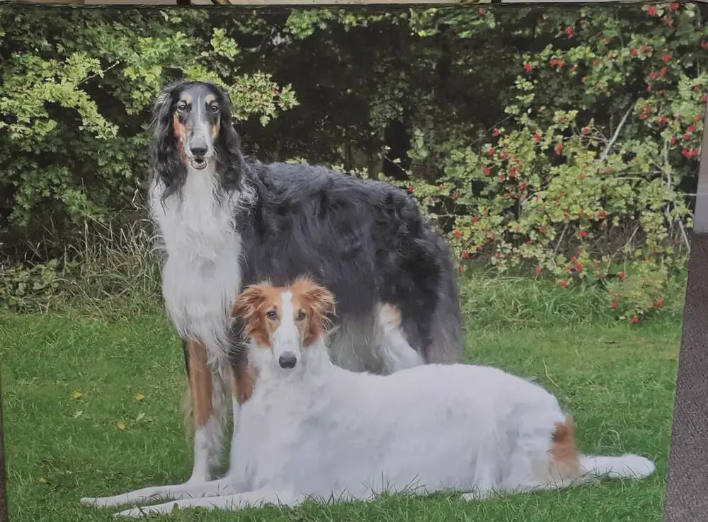 Borzoi