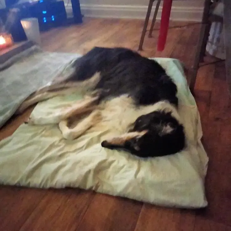 Borzoi