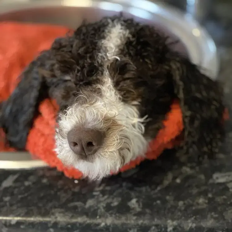 Spanish Water Dog