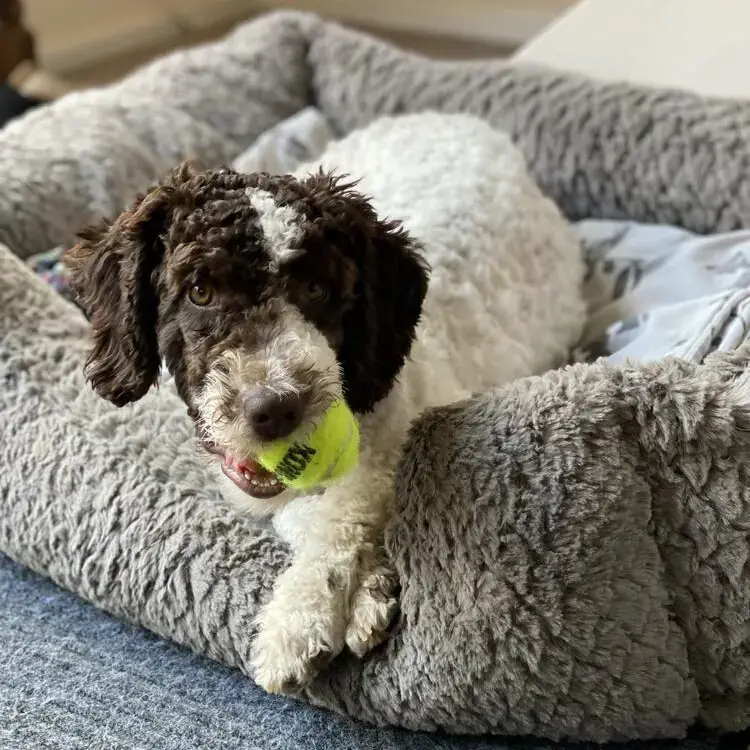 Spanish Water Dog