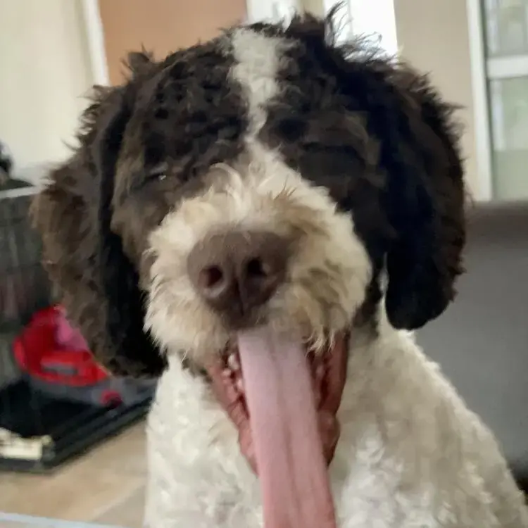 Spanish Water Dog