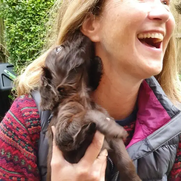 Cocker Spaniel (English)