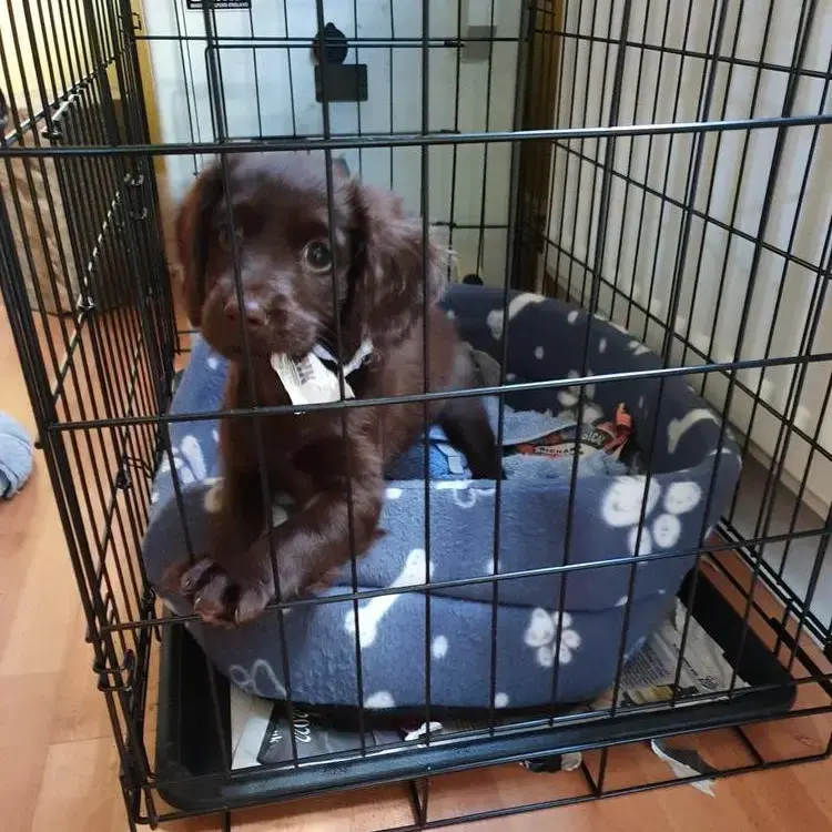 Cocker Spaniel (English)