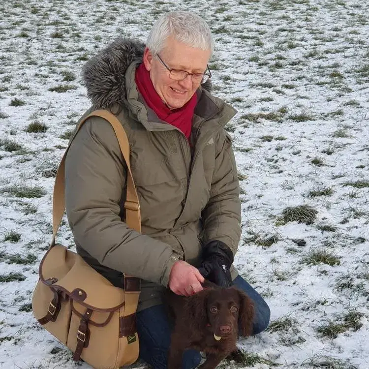 Cocker Spaniel (English)