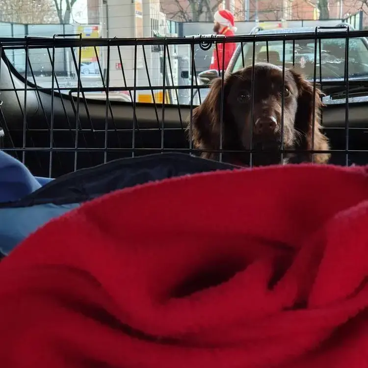 Cocker Spaniel (English)