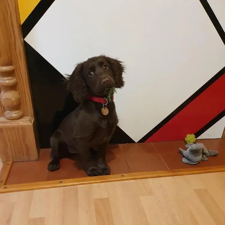 Cocker Spaniel (English)