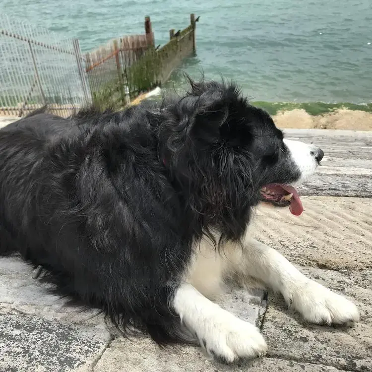 Border Collie