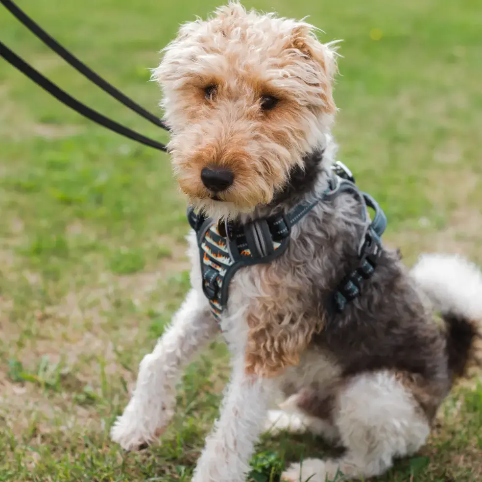 Fox Terrier Wire Coat