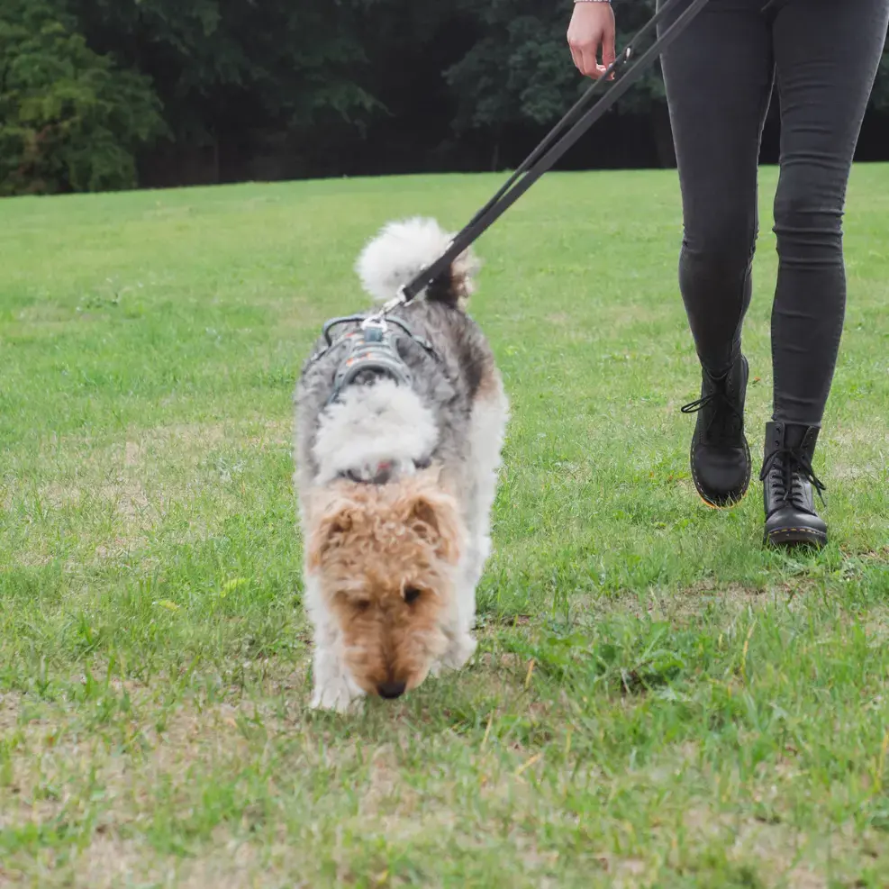 Fox Terrier Wire Coat