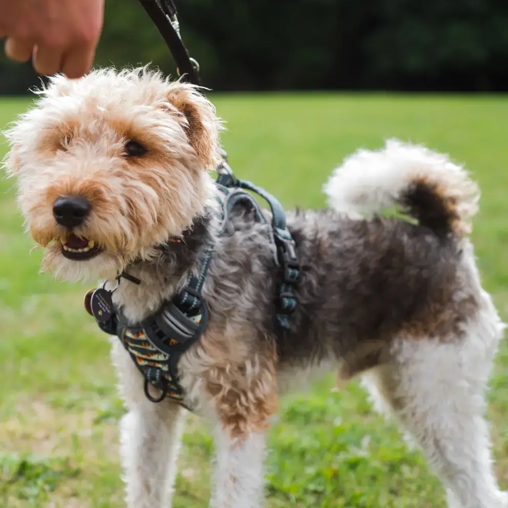 Fox Terrier Wire Coat