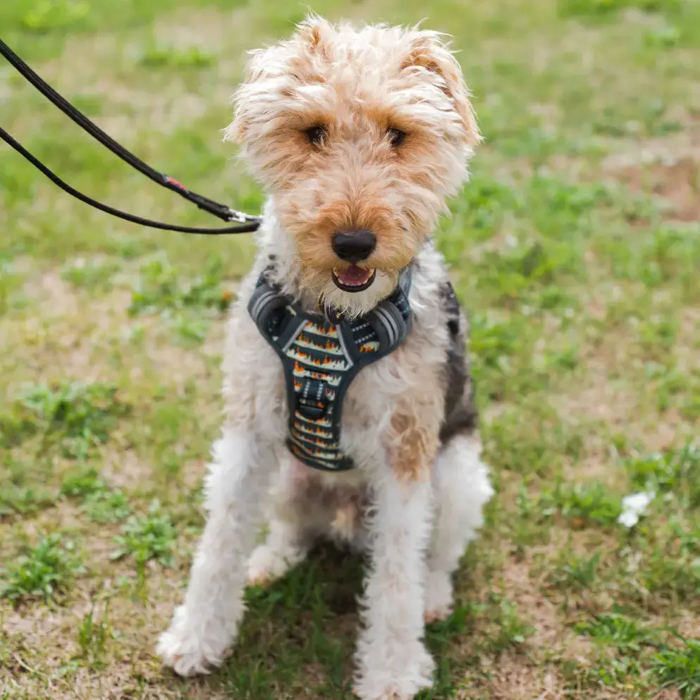 Fox Terrier Wire Coat