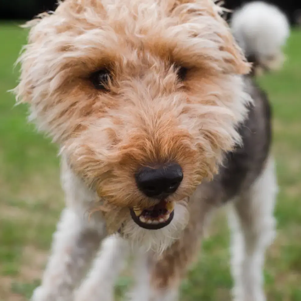 Fox Terrier Wire Coat