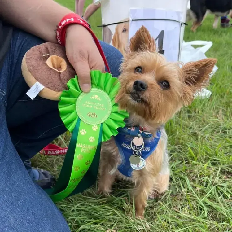 Yorkshire Terrier