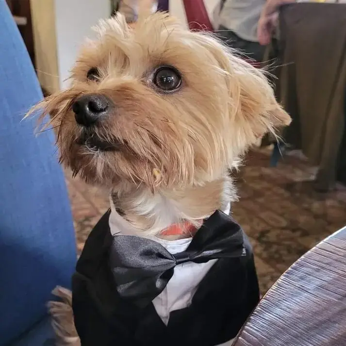 Yorkshire Terrier