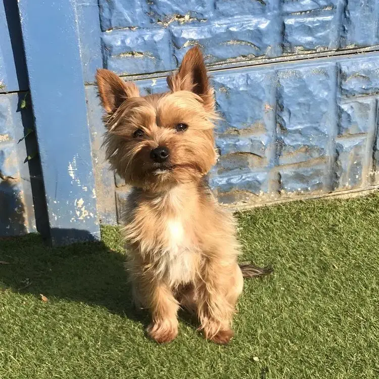 Yorkshire Terrier