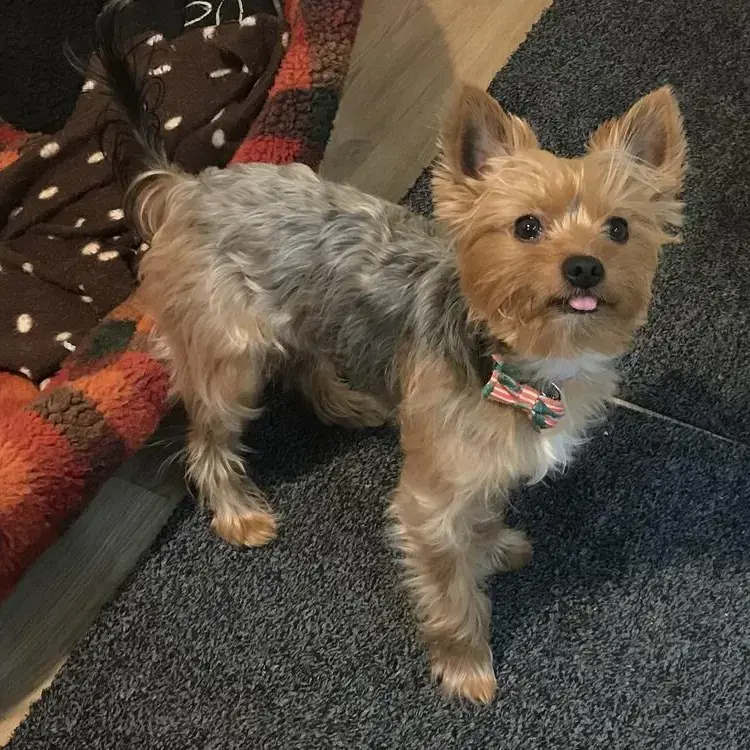 Yorkshire Terrier