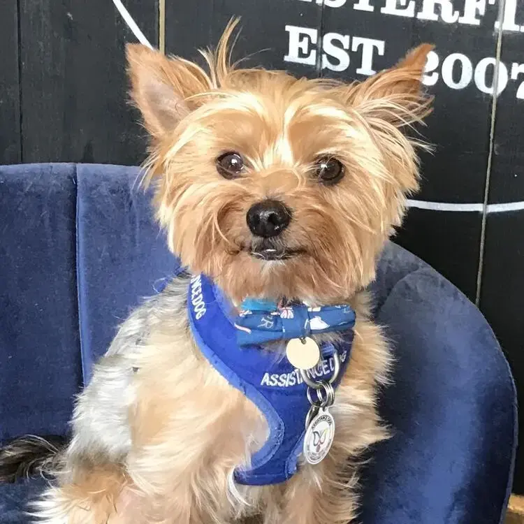 Yorkshire Terrier
