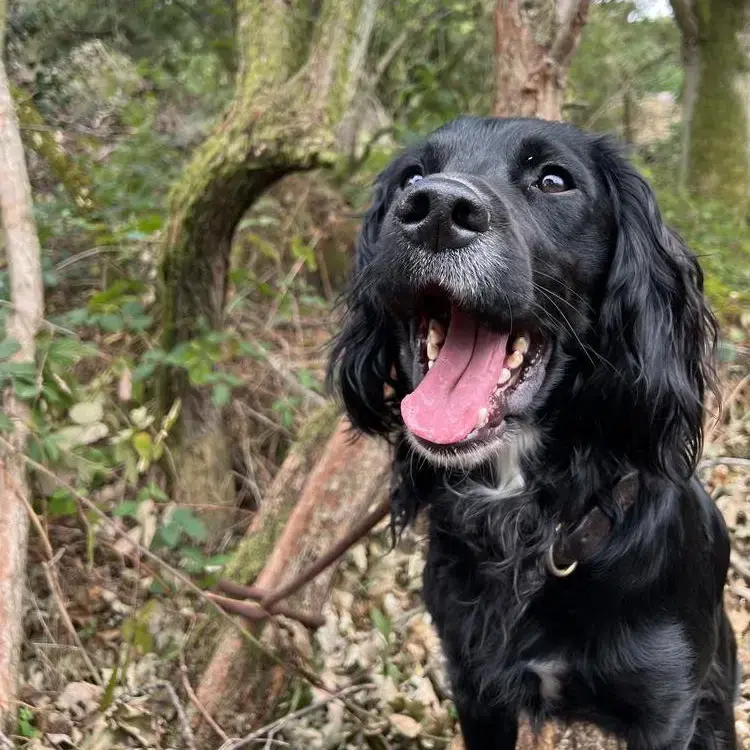 Cocker Spaniel (English)