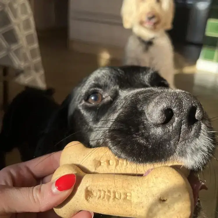 Cocker Spaniel (English)