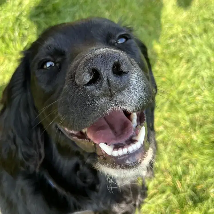 Cocker Spaniel (English)
