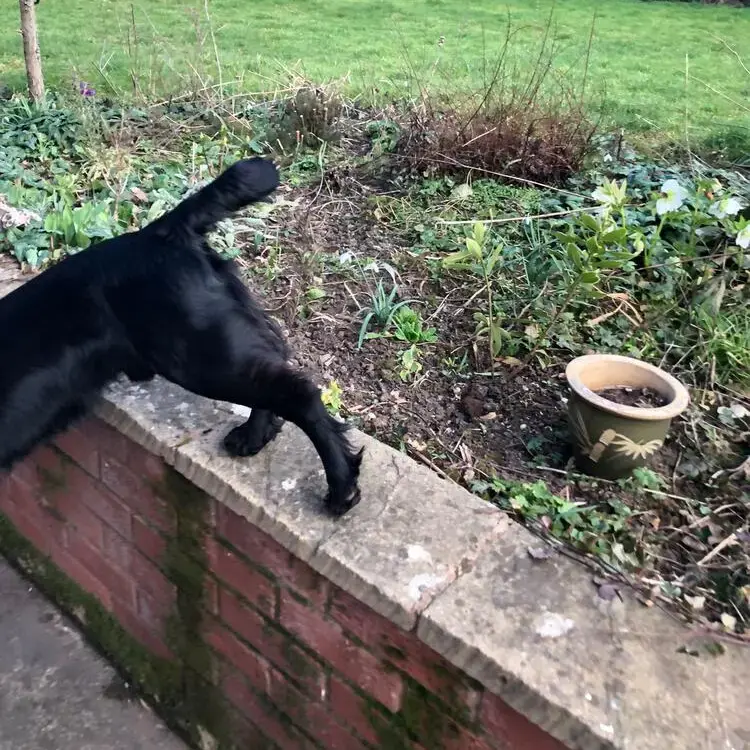 Cocker Spaniel (English)