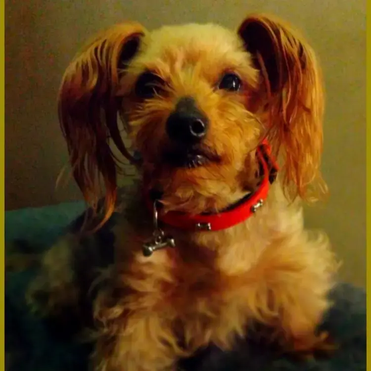Yorkshire Terrier